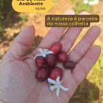 Dia do Meio Ambiente