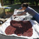 DF ganha Câmara Setorial da Cafeicultura
